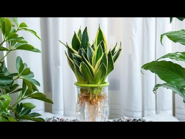 تصویر 3 از خرید سانسوریا کراواتی پوست ماری + قیمت فروش استثنایی